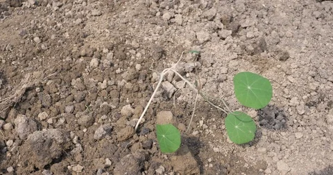 Planting nasturtium in spring Stock-Footage 117693176