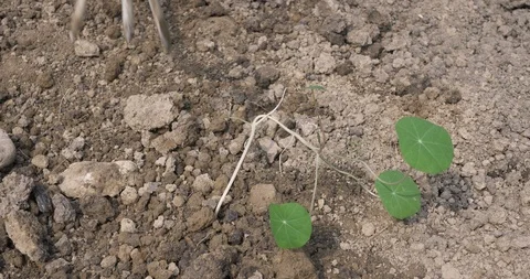 Planting nasturtium in spring 스톡 동영상 117693181