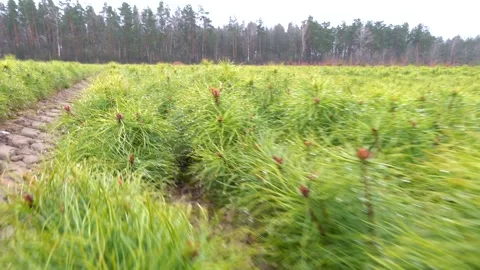 Planting a new forest. rows of young pines among old stumps Video stock 274901974