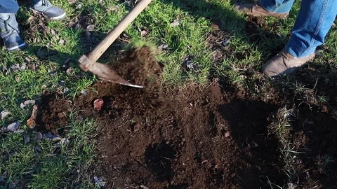 Planting new tree in garden Video stock 88798401