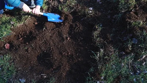 Planting new tree in garden Stock Footage 88798409