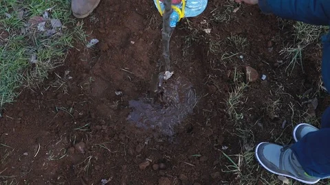 Planting new tree in garden Video stock 88798445