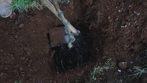 Planting new tree in garden Stock Footage 88798468