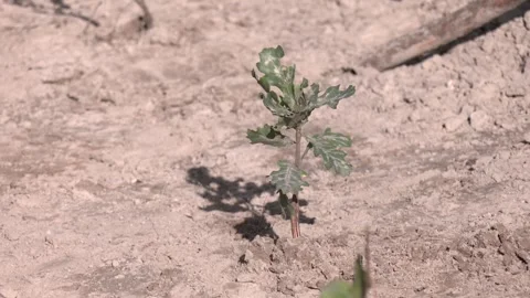Planting an Oak Tree to Forest the Forest. Video stock 300761068