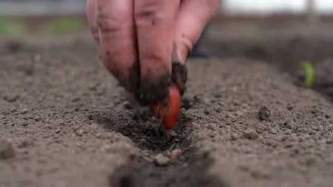 Planting the onion Stock Footage 164238279