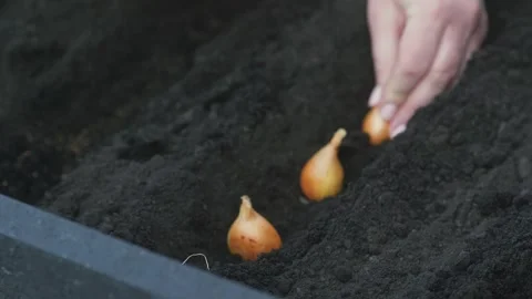 Planting onion sets in dark soil for a new garden crop Stock Footage 331475145