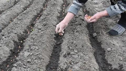 Planting onions in the soil of the ground. Stock Footage 276225860