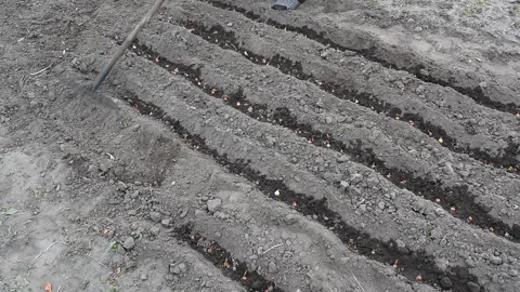 Planting onions in the soil of the ground Stock Footage 276225973