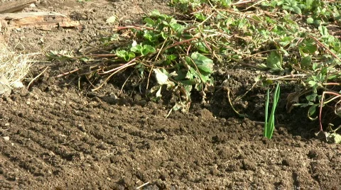 Planting onions,close Video stock 372777