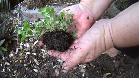 Planting Oregano Stock Footage 36865334