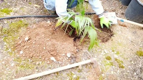 Planting a Palm Tree in Backyard Garden Landscaping Scene Stock Footage 332975332