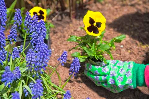 Planting pansies Stock Photos