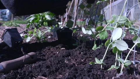 Planting Pea Plants Stock Footage 188566375