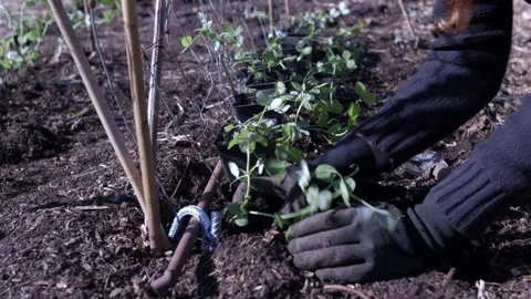 Planting Pea Plants Stock Footage 188936802