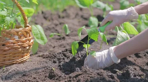Planting pepper seedlings Stock Footage 51362093
