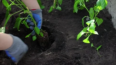 Planting pepper seedlings in open ground Video stock 195796868