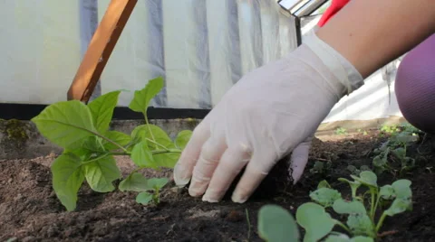 Planting a Pepper Sprout Stock Footage 52016693