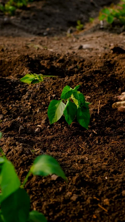 Planting peppers in the garden. Selective focus. nature. Stock Footage 313341802