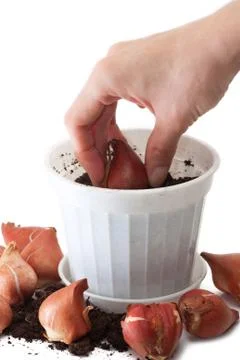 Planting Stock Photos