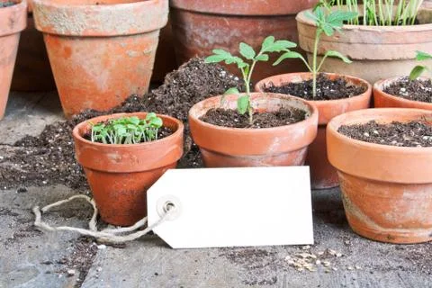 Planting Stock Photos