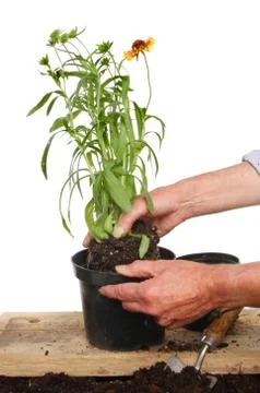 Planting Stock Photos