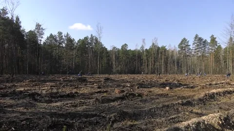 Planting pine forest. Video stock 113472983