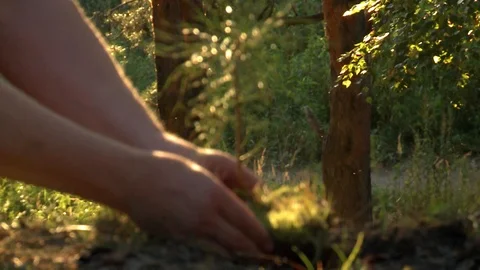 Planting pine seedlings by hands Stockbeeldmateriaal 97720604