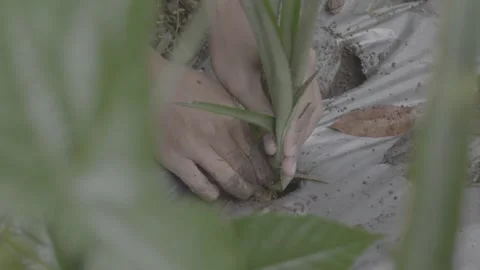 Planting pineapple seedlings 2 스톡 동영상 167373918