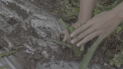 Planting pineapple seedlings 3 스톡 동영상 167373943