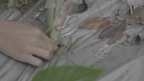 Planting pineapple seedlings 스톡 동영상 167373910
