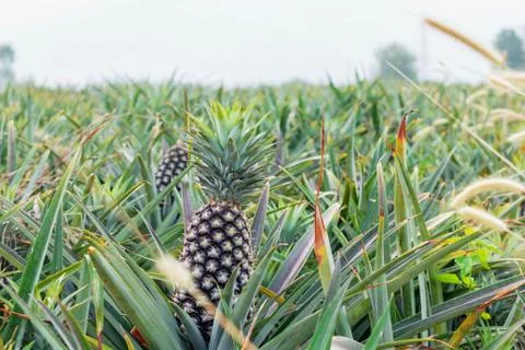 Planting pineapple with sky. Stock Photos