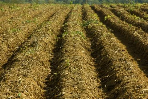 Planting pit Stock Photos