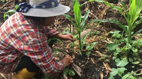 Planting a plant Stock Footage 145813352