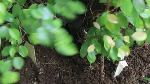 Planting plants (2) Video stock 324921617
