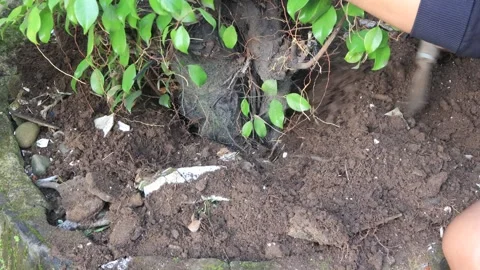 Planting plants (3) Stock Footage 324921623