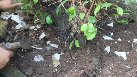 Planting plants (4) Stock Footage 324921628