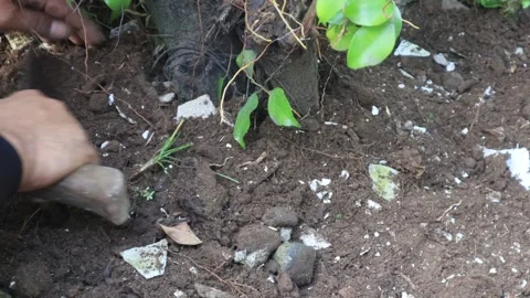 Planting plants (5) Stock Footage 324921643