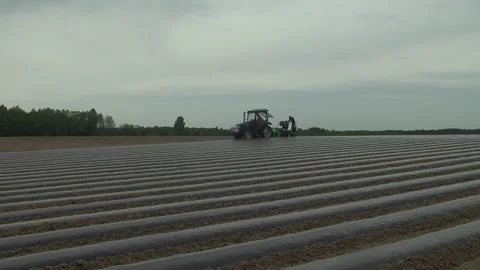 Planting of plants and installation of automatic drip irrigation Stock-Footage 266723709
