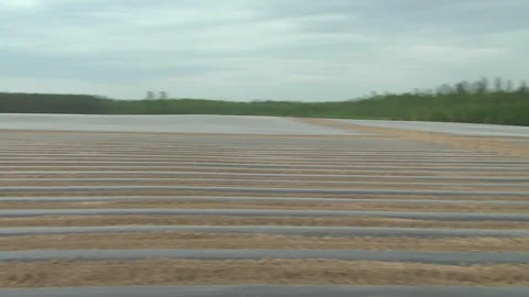 Planting of plants and installation of automatic drip irrigation Stock-Footage 266730455