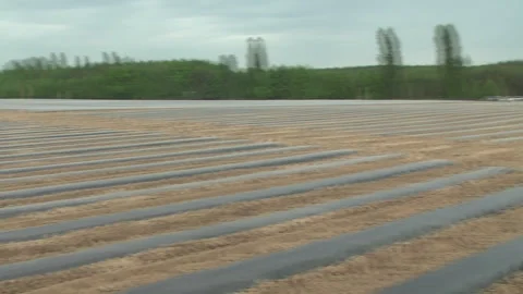 Planting of plants and installation of automatic drip irrigation Stock-Footage 266730654