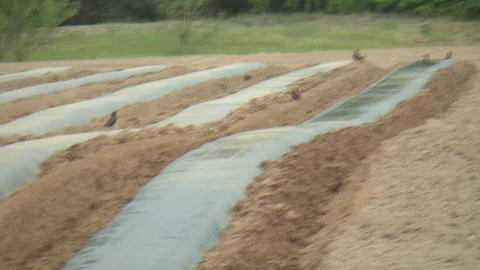 Planting of plants and installation of automatic drip irrigation Stock-Footage 266731707