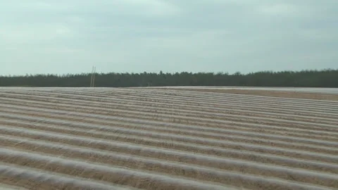 Planting of plants and installation of automatic drip irrigation Stock-Footage 266732161