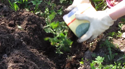 Planting plants Video stock 23313932