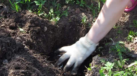 Planting plants Video stock 23314445