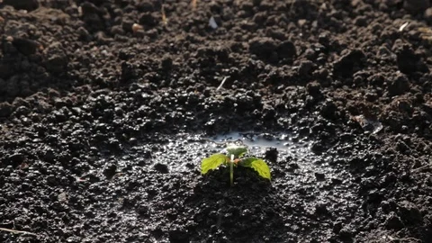 Planting plants Vidéo 71123627