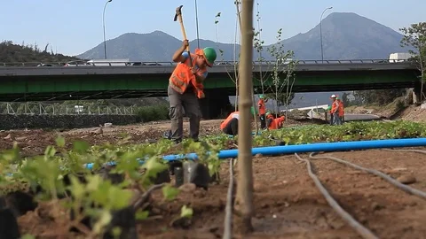 Planting plants on highway Stock Footage 77101115