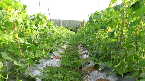 Planting plot of water gourd or vegetable gourd gardening, young plants Stockbeeldmateriaal 328245141