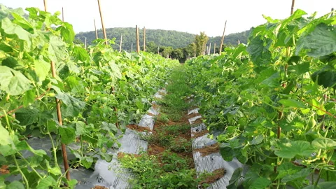 Planting plot of water gourd or vegetable gourd gardening, young plants Vídeos de archivo 328245174
