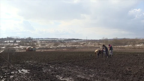Planting of plum rootstock Stock Footage 111647086