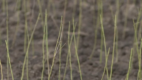 Planting of plum rootstock Stock Footage 111708419
